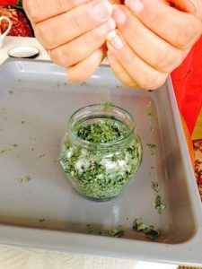 Oregano 11